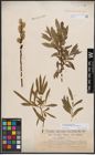 Foto von Salix dasyclados Wimm. x Salix purpurea L.
